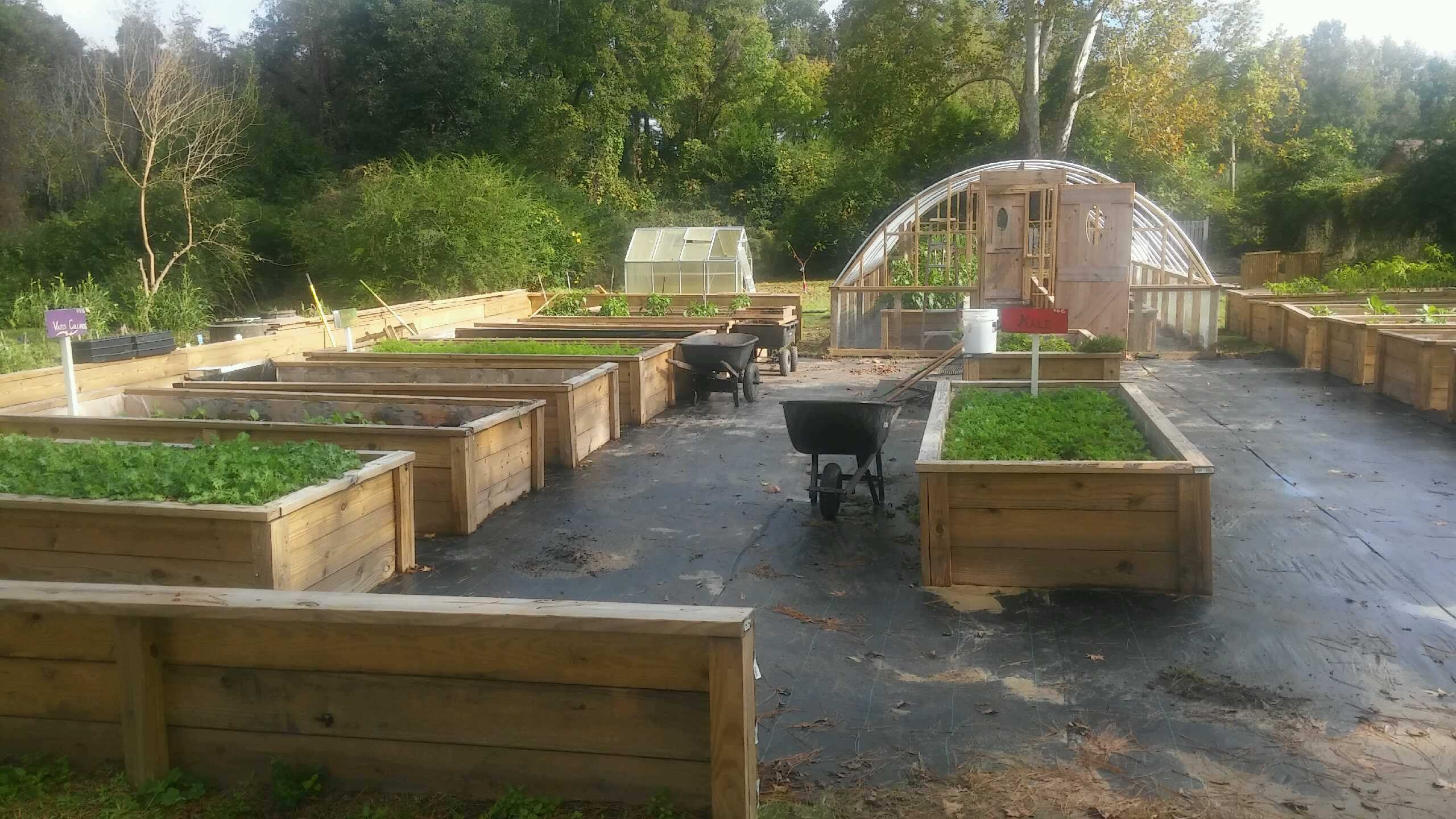 plants planters raised beds linc inc nc urban farm