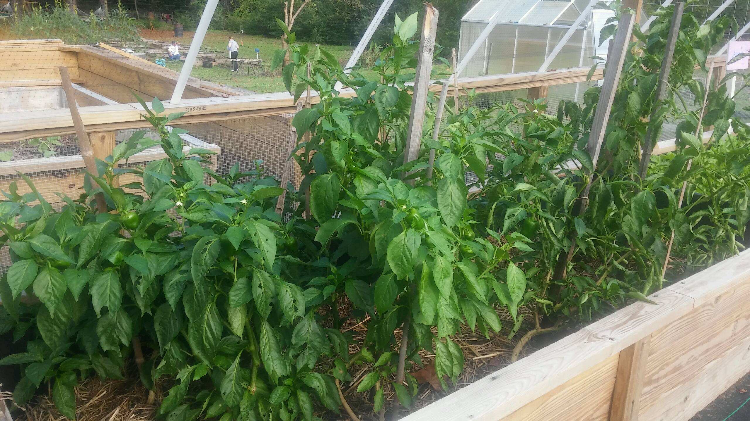 basil plants urban farm linc inc nc