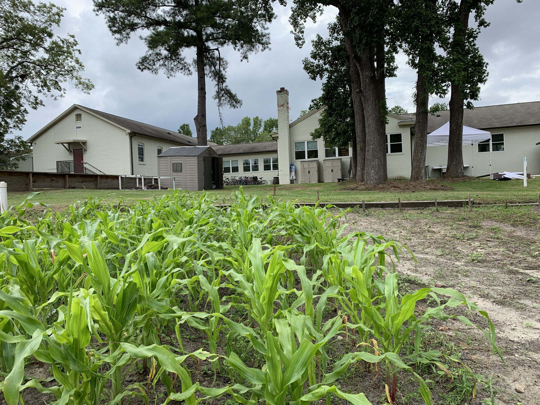 corn urban farm linc inc nc mer campus garden