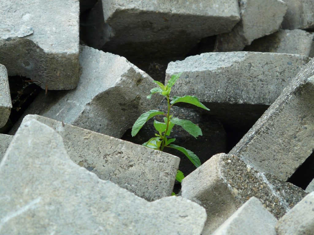 seedling growing through large rocks